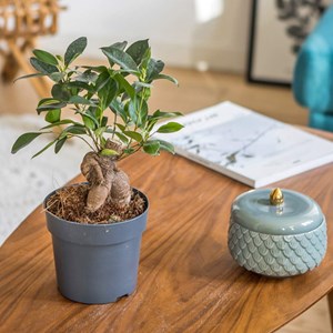 Plante d'intérieur ficus microcarpia
