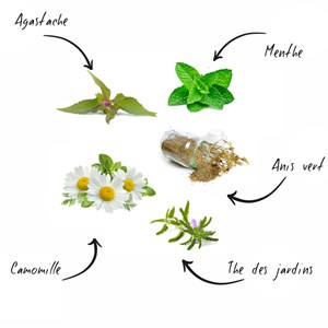 Kit prêt à pousser thés du monde bio*