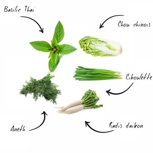 Kit prêt à pousser menu asiatique bio*