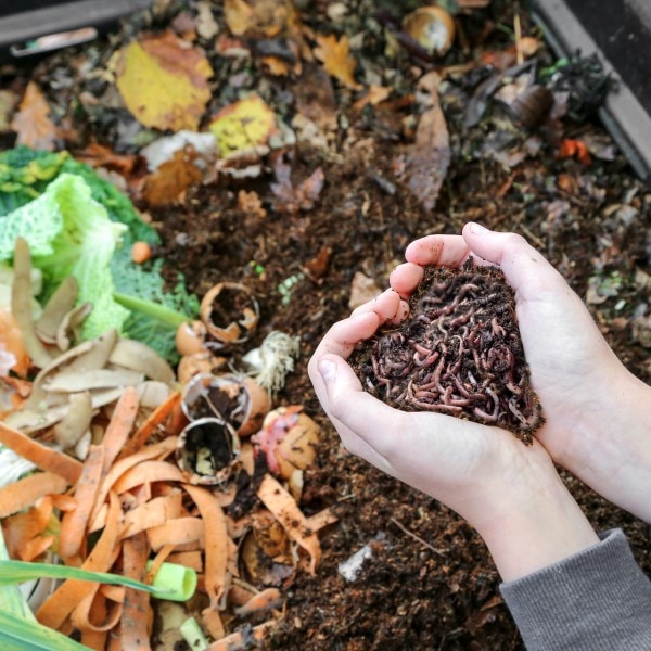 Achat de Vers de Compost 250g, 500g ou 1kg Lombricomposteur - Français