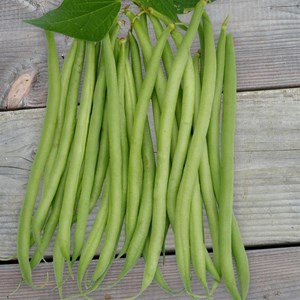 Haricots nain cupidon bio - graines à