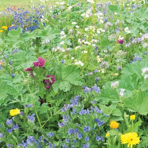 Mélange fleuri bio mellifère et