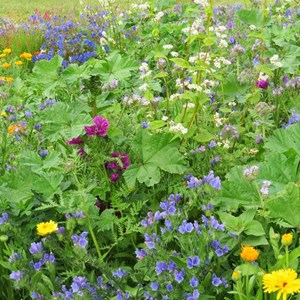 Mélange fleuri bio nourrir les abeilles