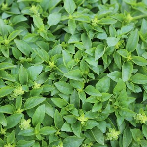 Basilic marseillais bio - graines à