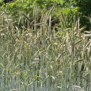 Graines à semer - seigle bio