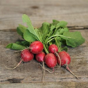 Graines à semer - radis raxe bio