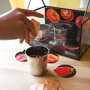 Serre châssis zinc noir - tomates