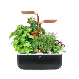 Potager d'intérieur véritable smart