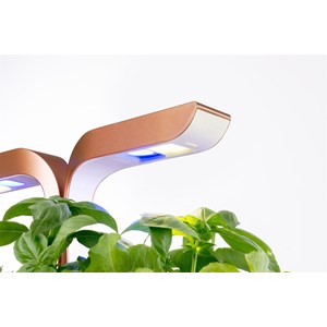 Potager d'intérieur véritable smart