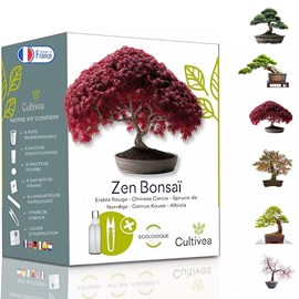 Kit prêt à pousser graines bonsai