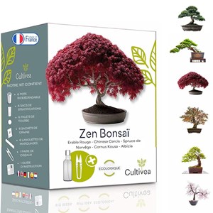 Kit prêt à pousser graines bonsai