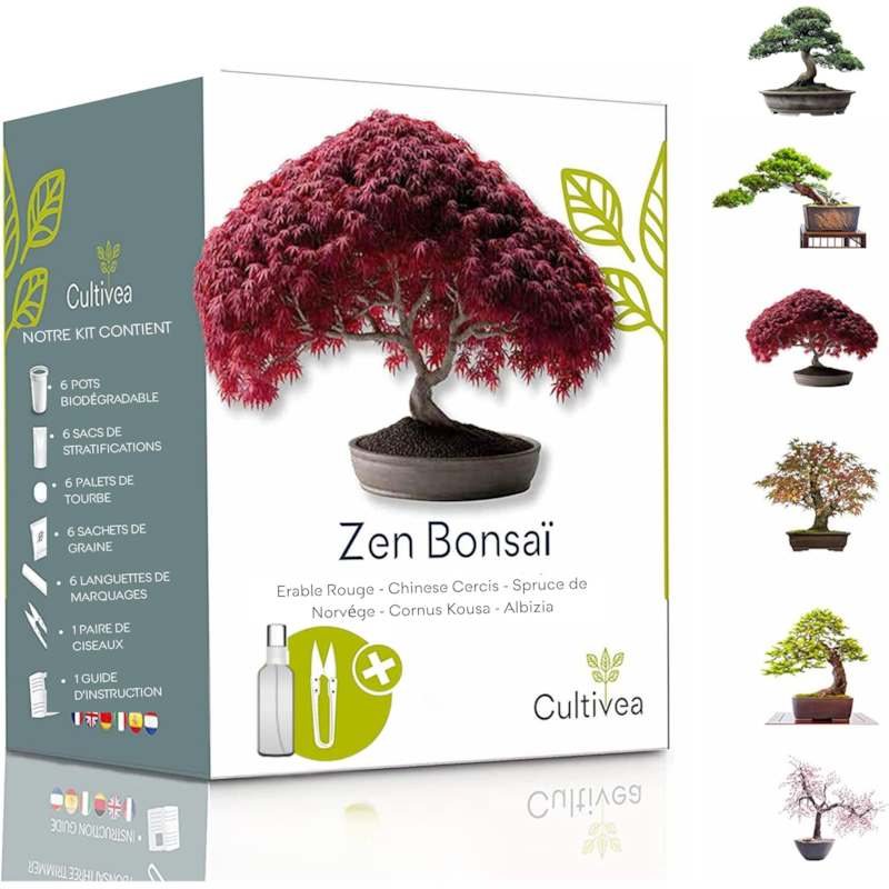 Kit zen bonsaï graines à faire pousser