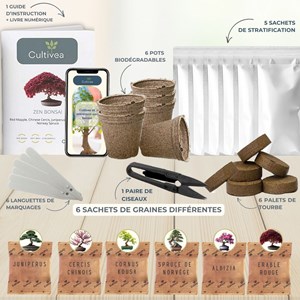 Kit prêt à pousser graines bonsai