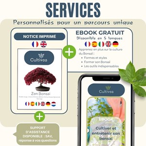 Kit prêt à pousser graines bonsai