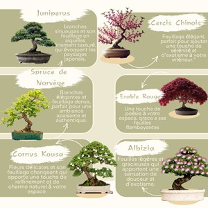 Kit prêt à pousser graines bonsai