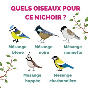 Nichoir oiseaux bouleau à suspendre