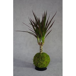 Support kokedama double coupelle
