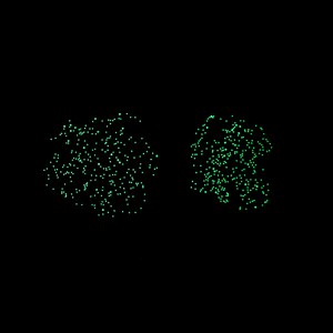 Poster stickers la carte du ciel phospho