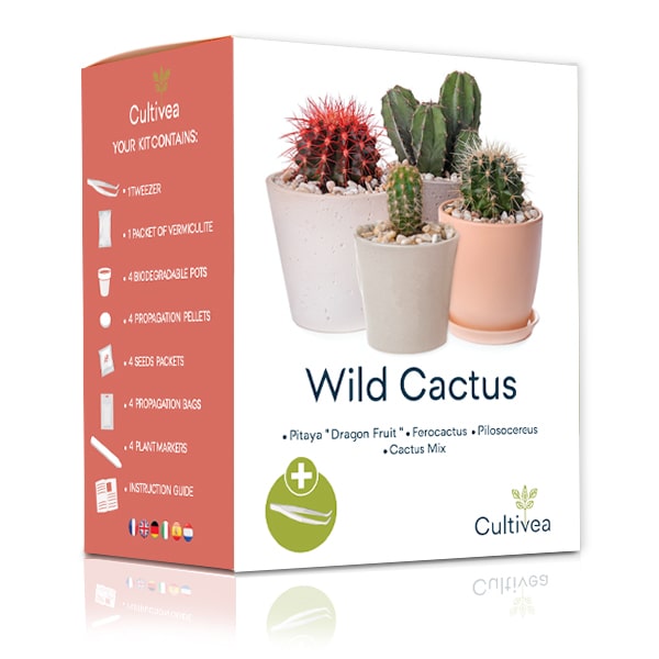 Graines cactus - kit prêt à pousser