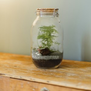 Radis et capucine-Terrarium à assembler