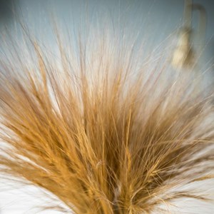 Bouquet de fleurs séchées barba naturel