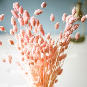 Bouquet de fleurs séchées phalaris rose