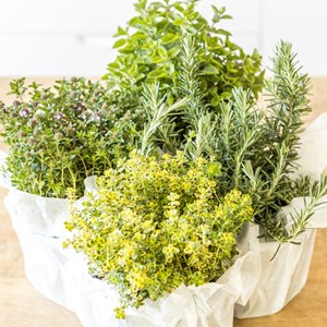 Kit de jardinage plantes aromatiques
