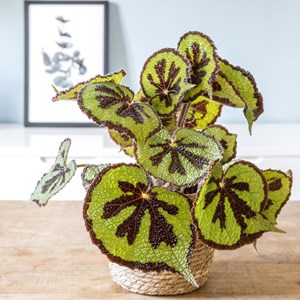 Bégonia croix de fer sans cache-pot