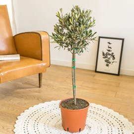 Olivier provençal sans cache-pot