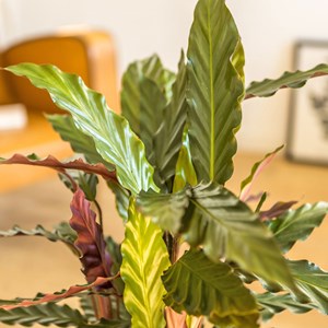 Plante d'intérieur : calathéa wavestar