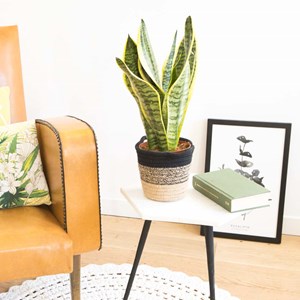 Sansevieria sans cache-pot
