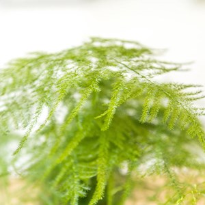 Aspargus plumosus sans cache-pot