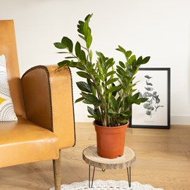 Plante d'intérieur zamioculcas