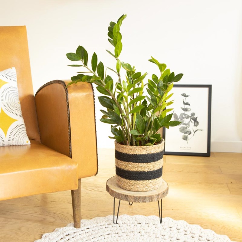 réconciliation végétale - Zamioculcas + cache-pot