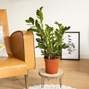 Zamioculcas + cache-pot