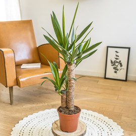 Yucca sans cache-pot