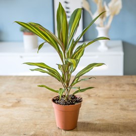 Cordyline red edge sans cache-pot