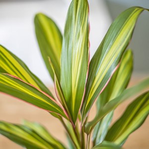 Cordyline red edge sans cache-pot