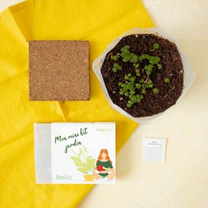 Kit diy - mini jardin basilic