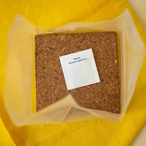 Kit diy - mini jardin basilic