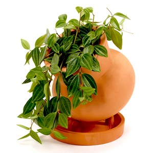 Cache-pot en terre cuite - terracotta