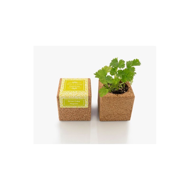 Grow cube aimanté coriandre