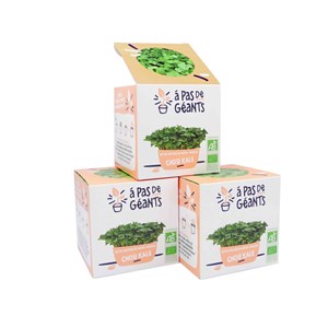 3 kits culture micro-pousses chou kale