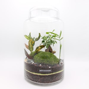 Terrarium léon en kit diy