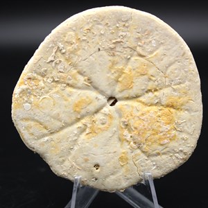 Scutella 70gr 80mm de france