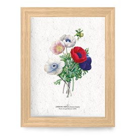 Affiche à planter a4 - anémones