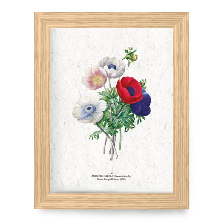 Papierfleur - Affiche à planter a4 - anémones