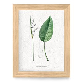 Affiche à planter a4 - thalie blanche