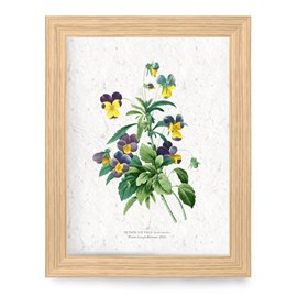 Affiche à planter a4 - pensées sauvages