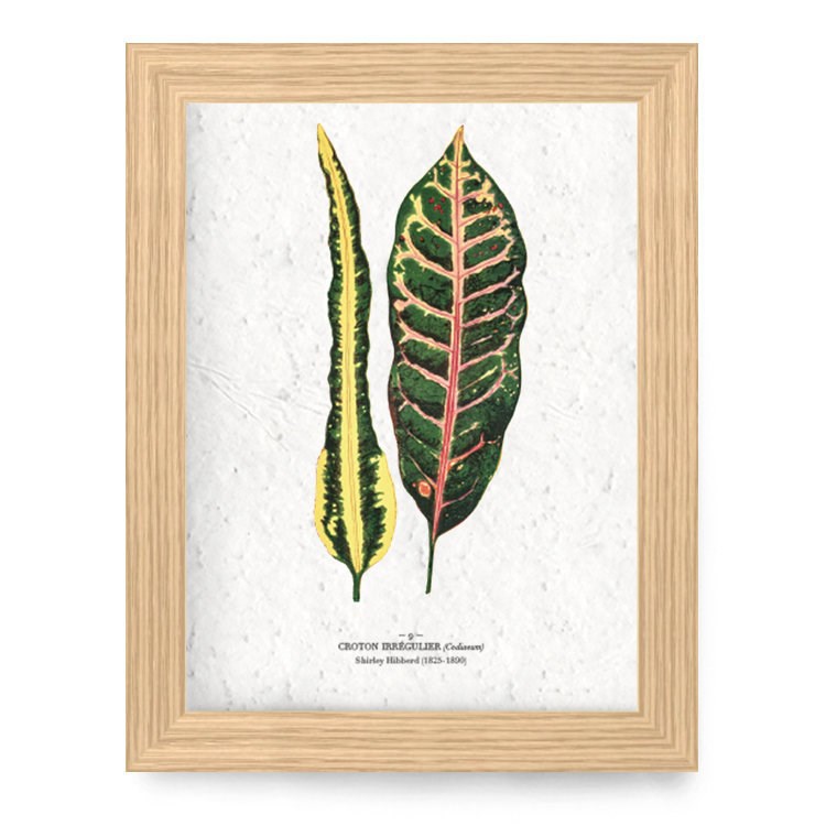 Papierfleur - Affiche à planter a4 - croton